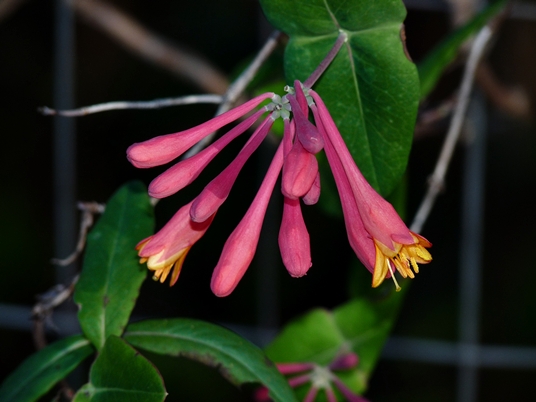 {Lonicera sempervirens}